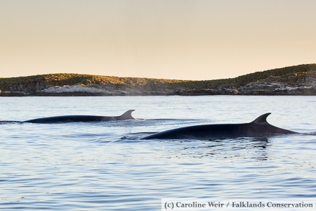 Two sei whales close to the coast in the Falkland Islands.