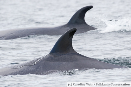 Sei whale dorsal fins