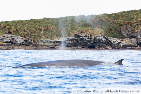 Sei whale travelling along the coast.