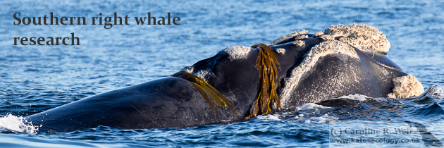 Southern right whales