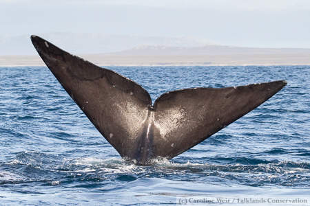 Southern right whale tail.