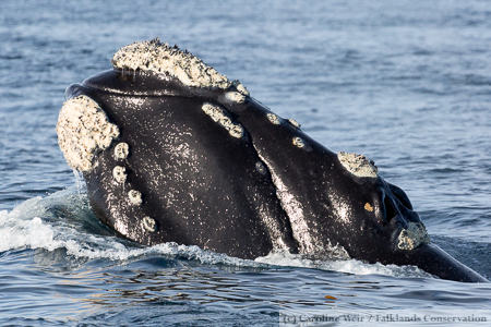 Socialising southern right whale