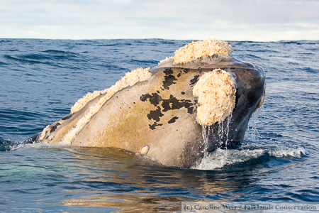 Grey morph right whale, Falkland Islands.