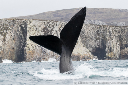 Right whale in the Falkland Islands
